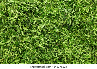 Tea leaves.Tea leaves collecting area in estate