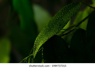 tea leaves in dewdrops at sunrise. - Powered by Shutterstock