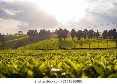 Tea Leaves Farm Estate Plantations In Kiambu County Kenya East Africa