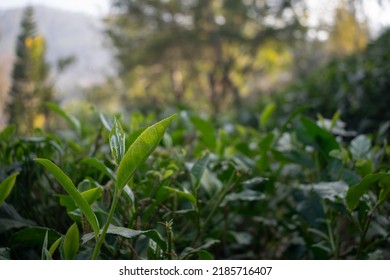 Tea Leaves At A Farm. Gardening, Herb, Lemon Grass, Boil, Hot, Cup, Coffee, India, Indian, Chai, Patti, Black, Picker, Rural, Hill Station, Assam, Kerala, Uttarakhand, Terrace Kitchen, Balcony, Cold.