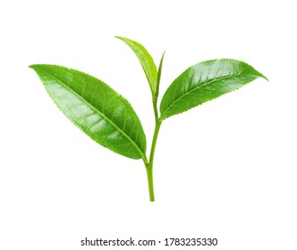 Tea Leaves Isolated On White Background