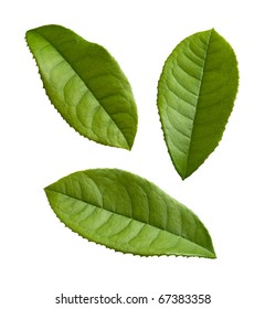 Tea Leaves Isolated On A White Background