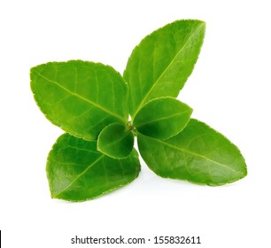 Tea leaves on a white background 