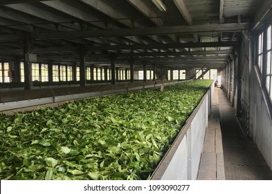 Tea Leaves Processing Factory Sri Lanka Stock Photo 1093090277 ...