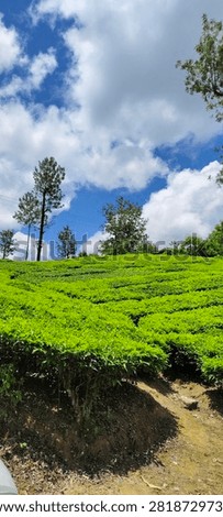 the tea leef trees view 