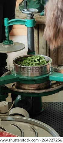 Tea making process, industry, tea leaf rolling 