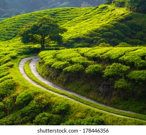 Tea Meadow With Road And Tree On Horizon