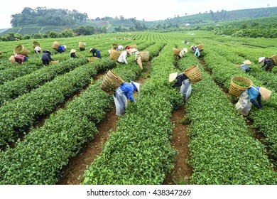 45,715 Tea worker Stock Photos, Images & Photography | Shutterstock