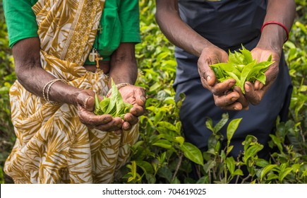 Tea Pickers In Nuwara Eliya, Sri Lanka