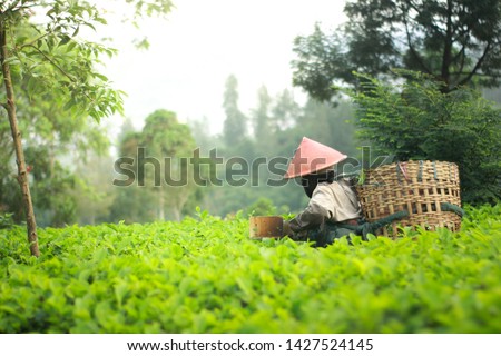 Tea pickers wearing caping are picking tea leaves