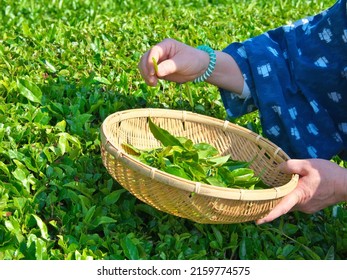 Tea Picking Or Handpicking Tea Harvesting In Shizuoka, Japan
