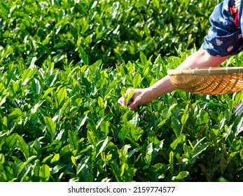 Tea picking or handpicking tea harvesting in Shizuoka, Japan
				