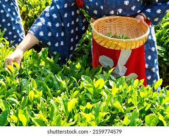 Tea picking or handpicking tea harvesting in Shizuoka, Japan
				