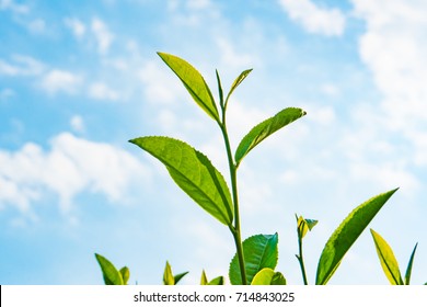 Tea Plant Leaves