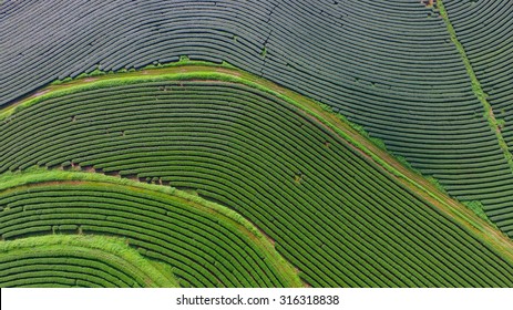 Tea Plantation