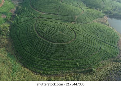 Tea Plantation Aerial Top View