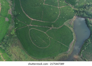 Tea Plantation Aerial Top View