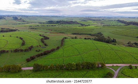 Tea plantation aerial view landscape 