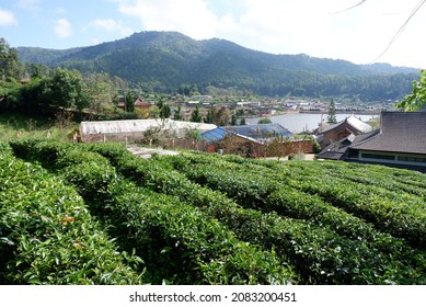 Tea plantation view​ at Ban Ruk Thai Village, a Yunnan Chinese village in Mae Hong Son province, Thailand.