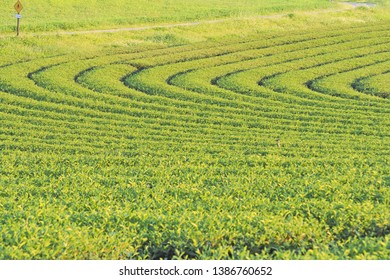 Tea plantation, beautiful landscape with green tea leaf