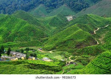 Tea Plantation Cameron Highland No.2