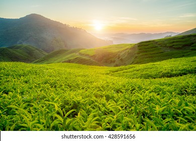 Tea Garden High Res Stock Images Shutterstock