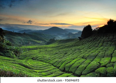 Cameron Highland High Res Stock Images Shutterstock