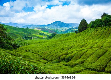 Tea Plantation In Cameron Highlands At Noon