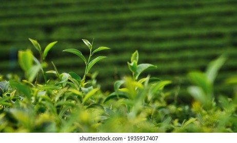 Tea plantation in Chiang Rai, Thailand                               