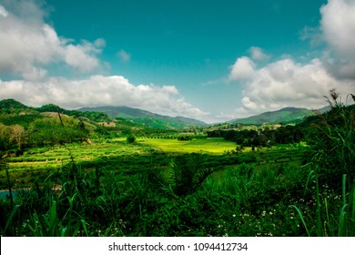 Tea Plantation , Chiangrai Thailand - Shutterstock ID 1094412734