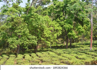 
Tea plantation at China Highlands, Yunnan
