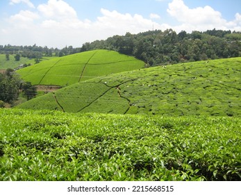 Tea Plantation Close To Limuru In Kenya