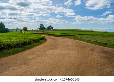 Tea Plantation Dirt Off Road