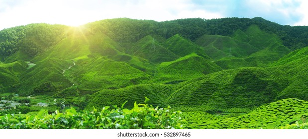 Tea Plantation In Early Morning.