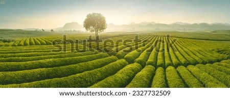 tea plantation in early morning, graceful green lines of the tea farm in the morning