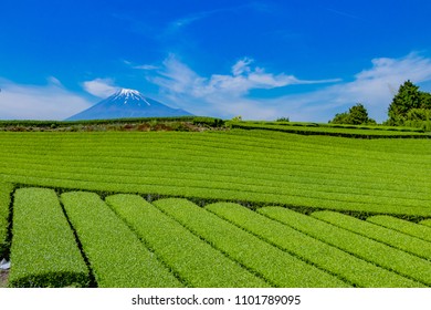 Tea Plantation In Fuji City