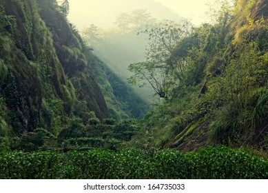 Tea plantation in Fujian Province in China