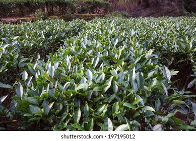 Tea Plantation In Fujian Province In China