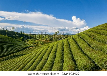 Tea plantation hills in Hung Son commune, Anh Son district, Nghe An province, Vietnam, a poor commune in the western mountainous region of Nghe An. Imagine de stoc © 