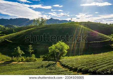 Tea plantation hills in Hung Son commune, Anh Son district, Nghe An province, Vietnam, a poor commune in the western mountainous region of Nghe An. Imagine de stoc © 