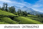 Tea plantation in the hills of Munnar. View of a tea plantation on a bright sunny day high up in the hills of Munnar, Kerala, India.