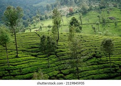 Tea Plantation Of Kannan Devan Hills