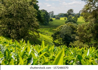 Tea Plantation In Kiambu County Kenya