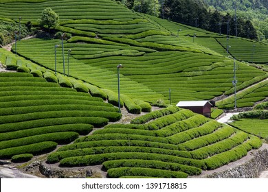 Tea Plantation In Kyoto, Japan