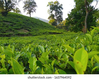 Tea plantation landscape Assam India 