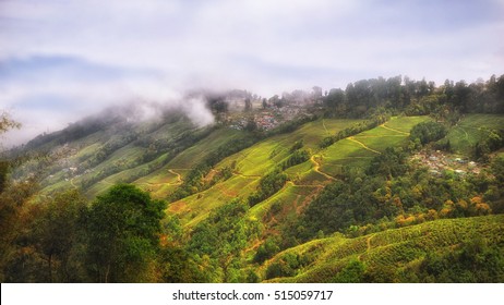 Tea Plantation Landscape On Mountain In Darjeeling