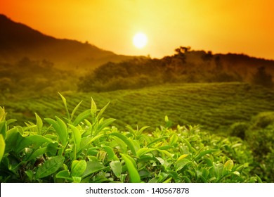 Tea Plantation Landscape At Sunrise