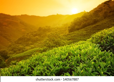 Tea Plantation Landscape At Sunrise