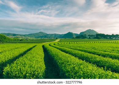 Tea Plantation Landscape At Sunrise