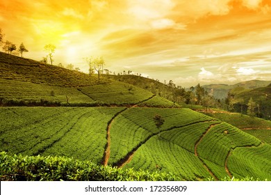 tea plantation landscape sunset